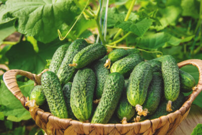 Cucumber Leaves Turning Yellow