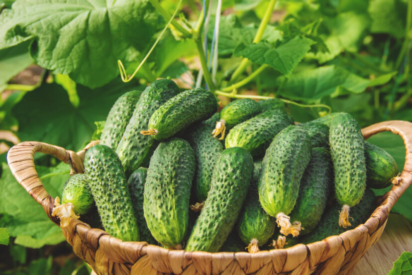 Cucumber Leaves Turning Yellow