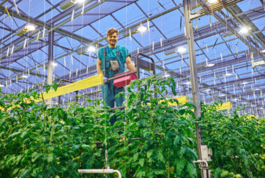 Polycarbonate greenhouse