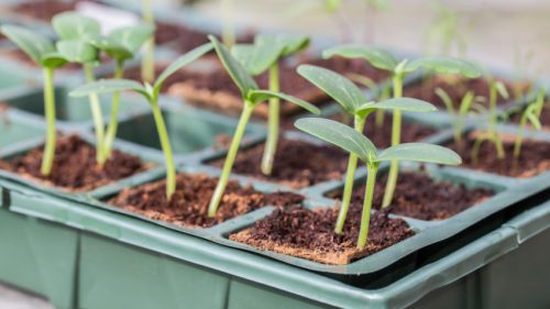 greenhouse tent seedling