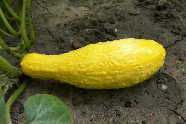 bumpy yellow squash